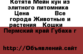 Котята Мейн-кун из элитного питомника › Цена ­ 20 000 - Все города Животные и растения » Кошки   . Пермский край,Губаха г.